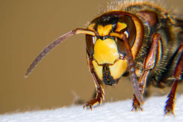 ヨーロッパのスズメバチのクローズ アップ   - 写真・画像