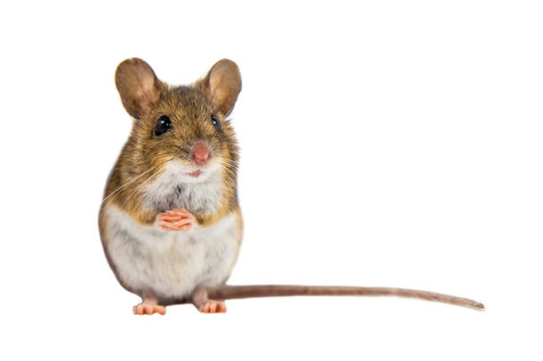 Cute Field Mouse on white background - Photo, Image