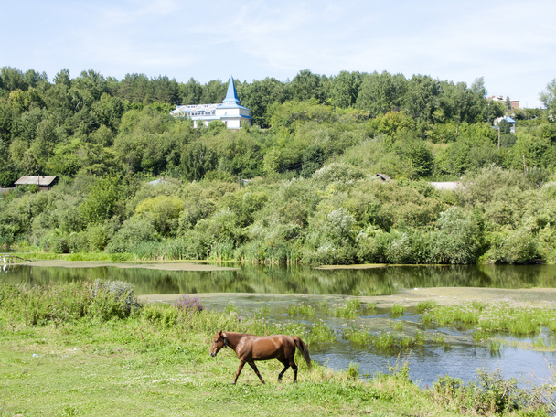 Beautiful summer landscape with a horse - 写真・画像
