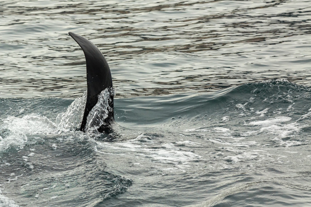 Φάλαινα δολοφόνος - Orcinus Orca στον Ειρηνικό Ωκεανό. Περιοχή υδάτων κοντά στη χερσόνησο Kamchatka. - Φωτογραφία, εικόνα