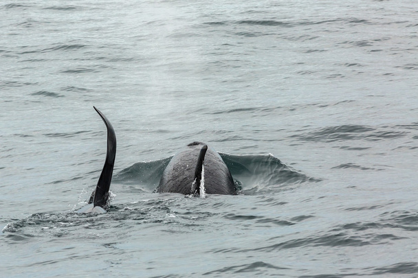 Un par de ballenas asesinas en el Océano Pacífico. Zona de aguas cerca de la península de Kamchatka
. - Foto, Imagen