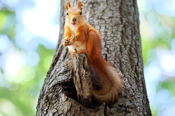 cute Red squirrel  - Photo, Image