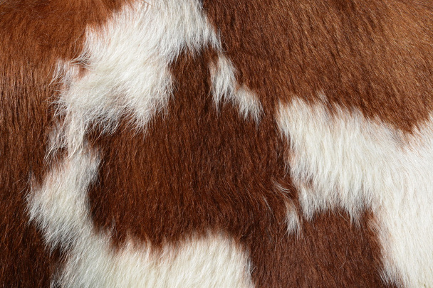 ein Fragment der Haut einer Kuh in Nahaufnahme auf einem Hintergrundfoto - Foto, Bild