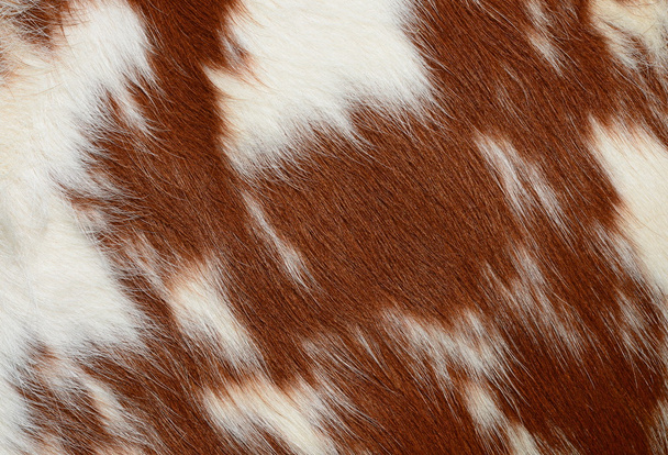 een fragment van een huid van een koe close-up op een achtergrondfoto - Foto, afbeelding