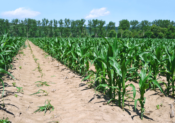 Campo de maíz con brotes jóvenes
 - Foto, imagen