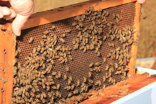 bees inside the hive - Foto, Imagem