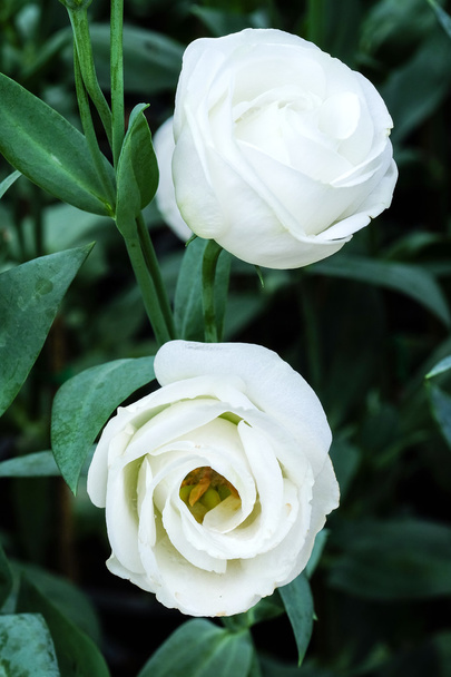 美しい純粋な白のトルコギキョウの花庭 - ホワイト ローズ - ソフト フォーカス - 写真・画像