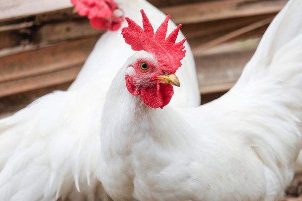 白鶏の赤のクレスト - ソフト フォーカス - 写真・画像