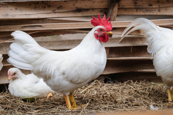 Pollo bianco con cresta rossa - soft focus
 - Foto, immagini