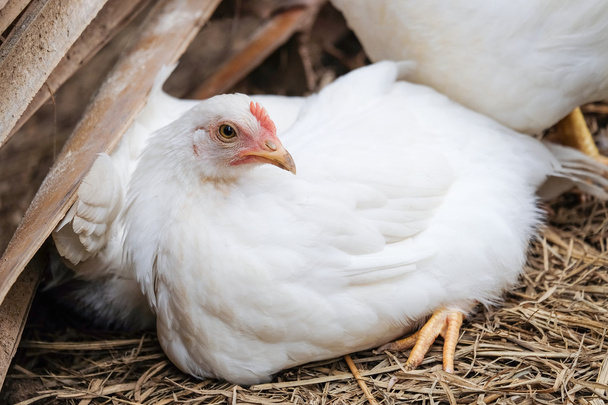 White Chicken with red crest - soft focus - Фото, зображення