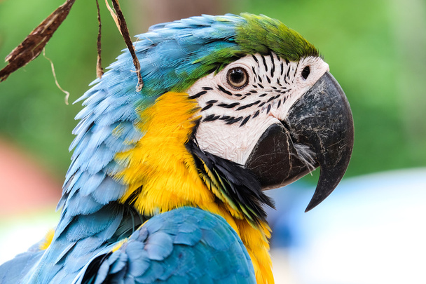 Güzel mavi ve altın Amerika papağanı kuş - yumuşak odak kafa vurdu - Fotoğraf, Görsel