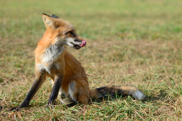 lisica czerwona w naturze - Zdjęcie, obraz