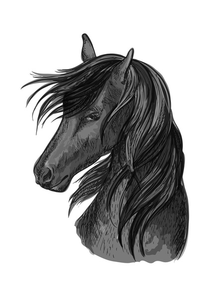 Głowa konia szkic czarnego arabskiego ogiera - Wektor, obraz