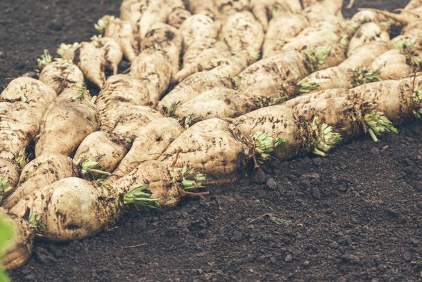 Harvested sugar beet crop root pile on the ground - Фото, изображение