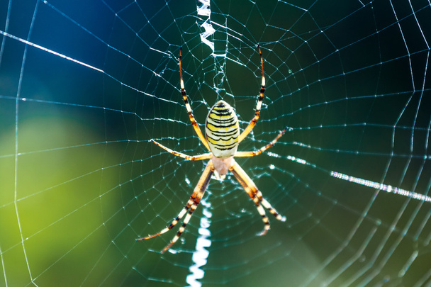 Η όμορφη αράχνη πλεξούδες στο web - Φωτογραφία, εικόνα