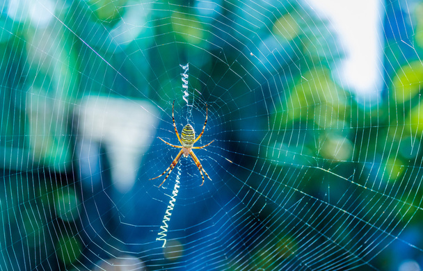 La hermosa araña trenzas de la web
 - Foto, Imagen