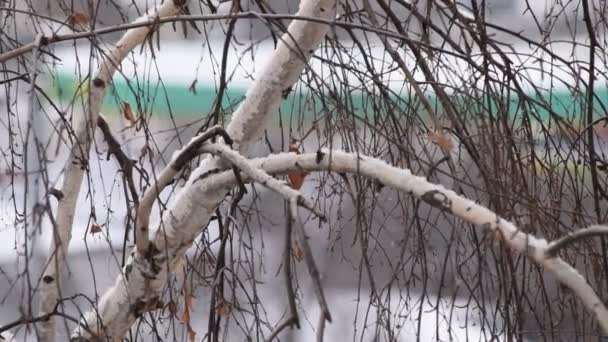 Nieve inclinada cae sobre el fondo de la copa de abedul sin hojas en la ciudad
 - Imágenes, Vídeo