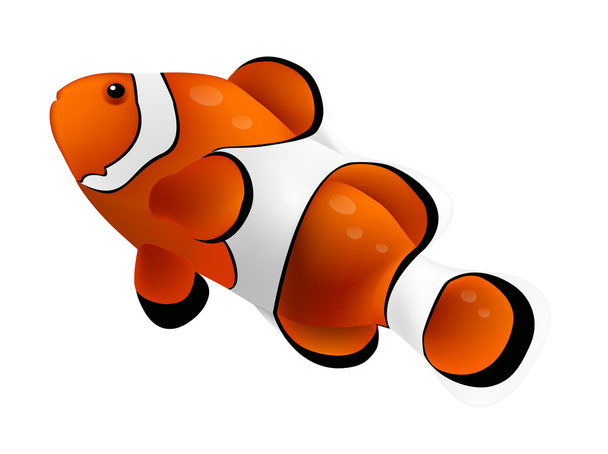 Clown fish isolated on white background. Vector illustration - Vector, Image