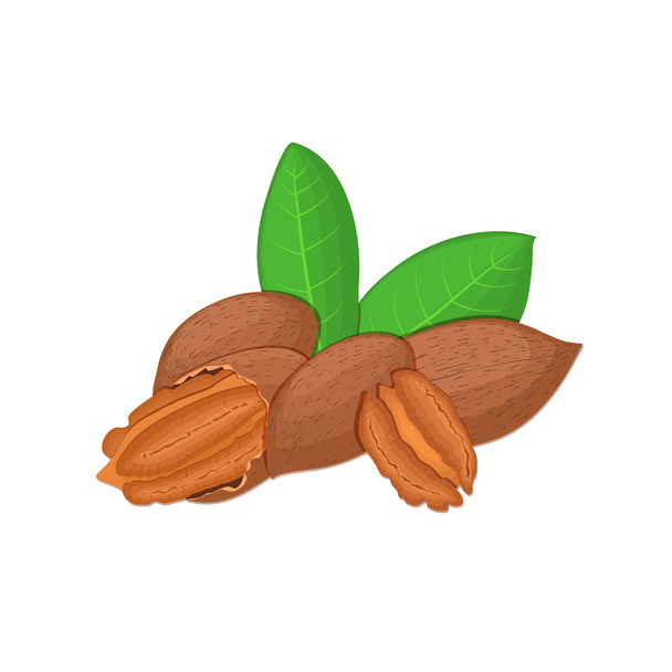 Illustration vectorielle d'une noix de pécan. Une poignée de noix de pécan appétissantes avec des fleurs jaunes, des noix rouges et jaunes et des feuilles sur un fond blanc. Éléments des brochures de conception d'emballages sur la saine alimentation
 - Vecteur, image