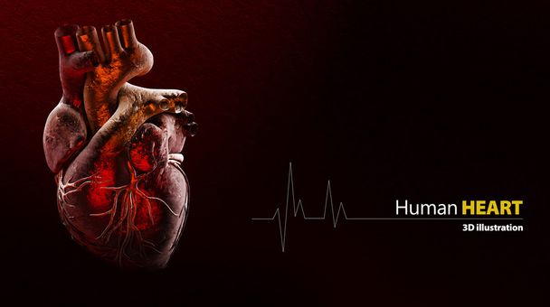 Anatomy of Human Heart  - Photo, Image