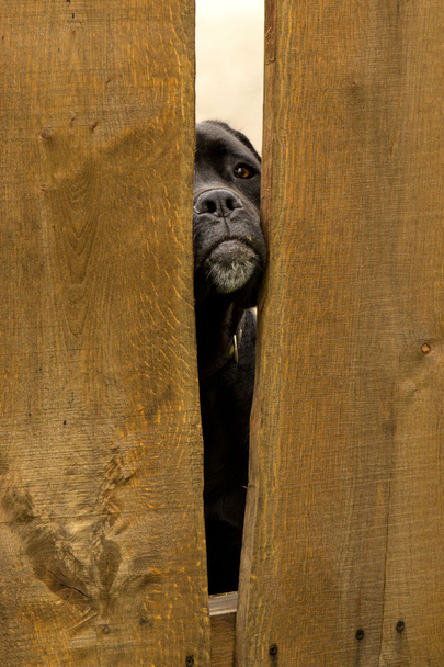 Hund schaut durch den Zaun - Foto, Bild