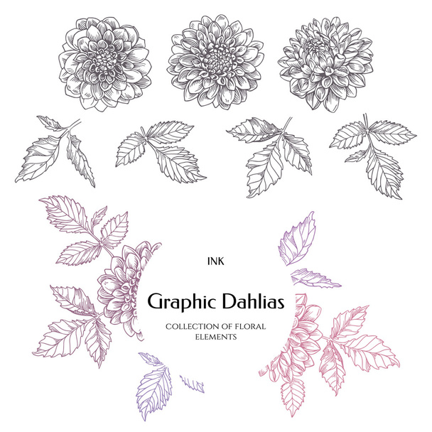 Hand-drawn ink dahlias. Collection contour buds, leaves dahlias. - Vector, imagen
