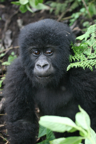 Дикі тварини горила Руанда Африки тропічного лісу - Фото, зображення