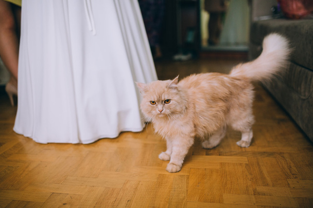 Chat dans la chambre de la mariée
 - Photo, image