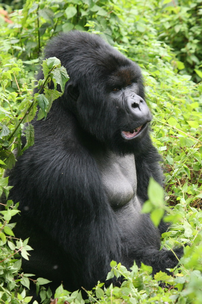 Divoké zvíře gorila tropický prales Rwanda Afrika - Fotografie, Obrázek