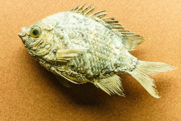 Detail nadívaných ryb na zdi - Fotografie, Obrázek
