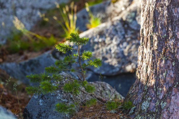 νεαρή πράσινη βόρεια γούνα-δέντρο στα βράχια - Φωτογραφία, εικόνα