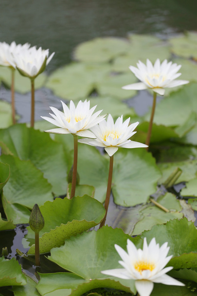 Flor de loto blanco en estanque, lirio de agua en el parque público
. - Foto, imagen