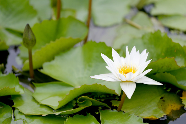 White Lotus flower bloom in pond,water lily in the public park. - Photo, Image