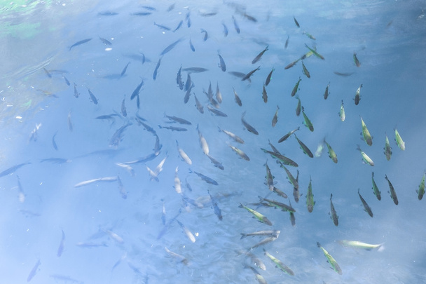     Groupe de poissons dans une eau claire
  - Photo, image