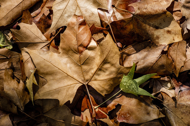 fond avec des feuilles colorées d'automne - Photo, image