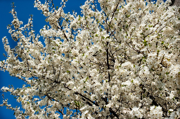 Apricot blossom - Фото, изображение