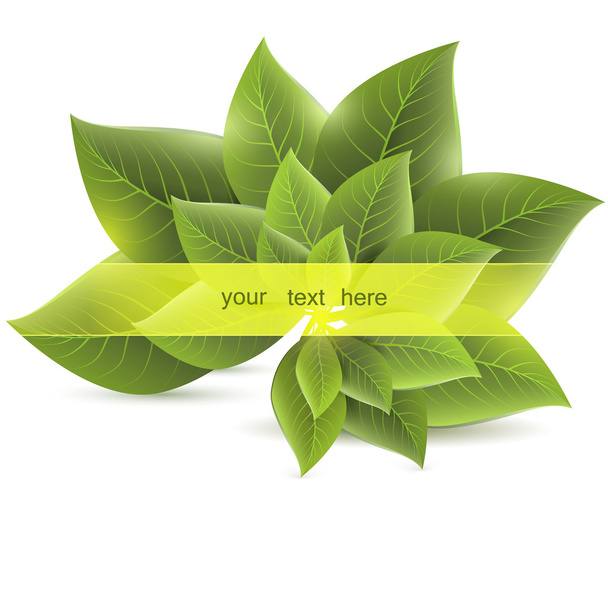 green leaves on a white background - Vector, Image