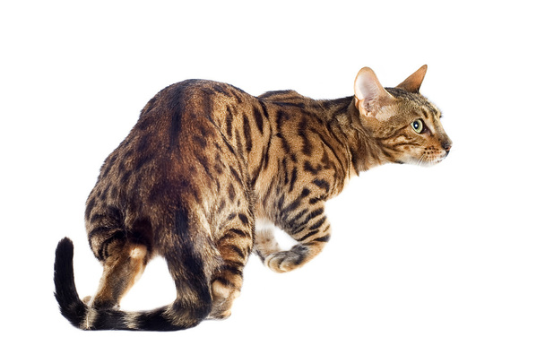 Bengal cat - Photo, Image