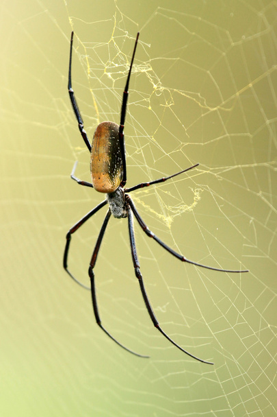 nephila αράχνη - αφρικανικής άγριας ζωής - Φωτογραφία, εικόνα