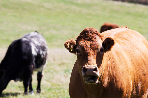 Vacas pastando em um campo perto de Polzeath
 - Foto, Imagem