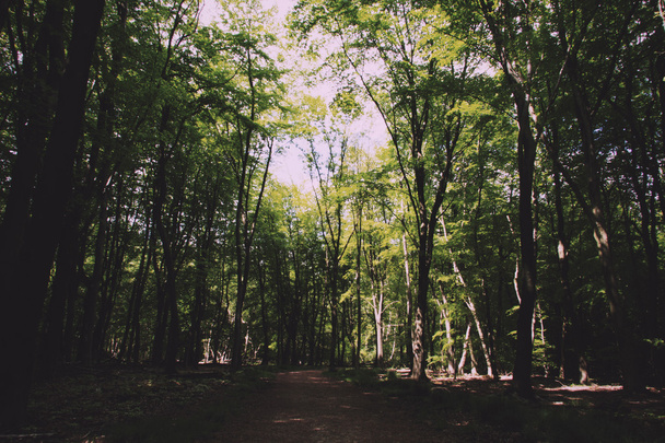 Countryside walk with path winding through trees Vintage Retro F - Φωτογραφία, εικόνα