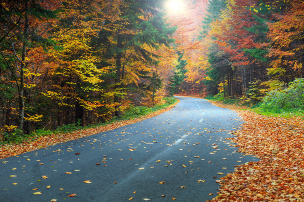 Спектакльная романтическая дорога в осеннем цветущем лесу
  - Фото, изображение