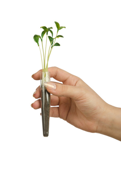 Hand holding tube with seedling on white - Foto, imagen