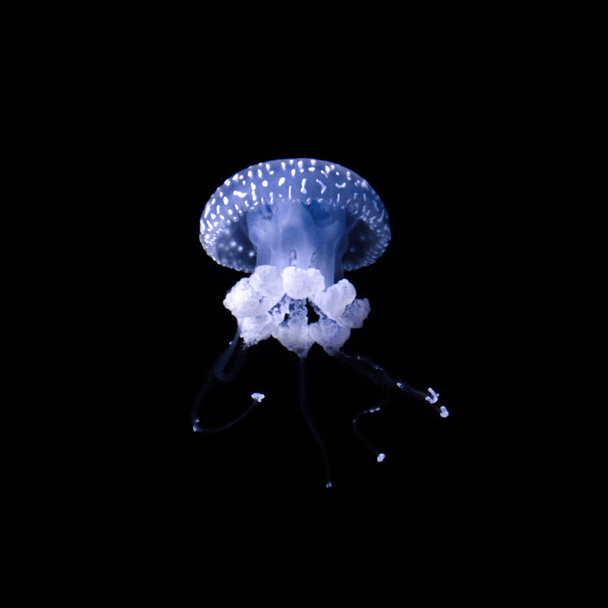 Medusas flotando en las profundidades oscuras. Mundo submarino
. - Foto, Imagen