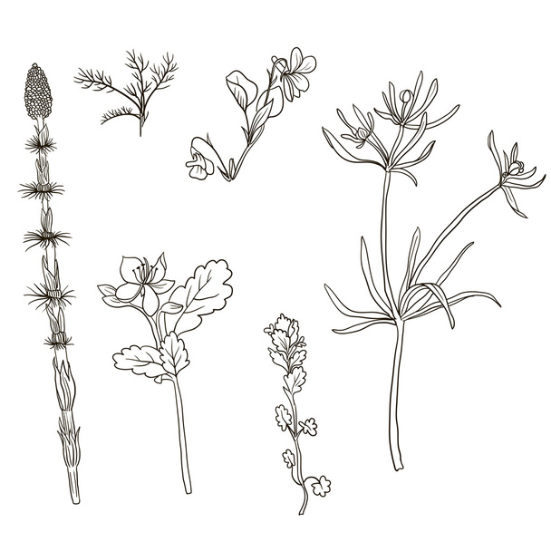 набор силуэтов растений
 - Вектор,изображение