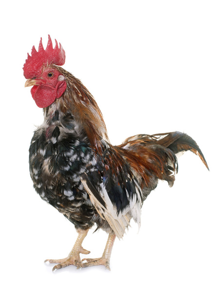 serama rooster in studio - Photo, Image