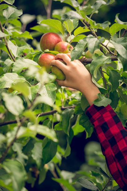 Stonowanych zdjęcie młodej kobiety zbieranie jabłek w ogrodzie - Zdjęcie, obraz