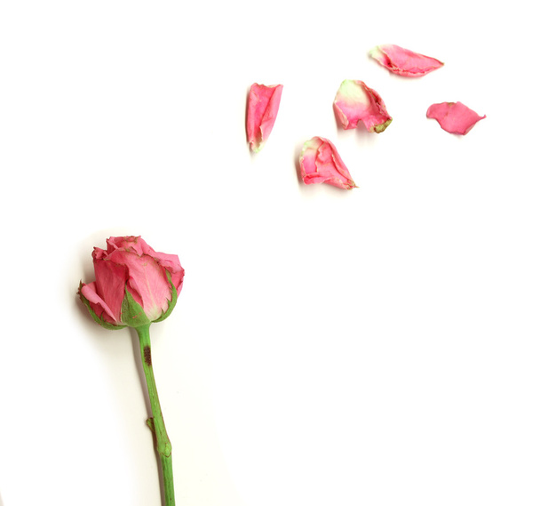 Dried rose isolated on white - Zdjęcie, obraz