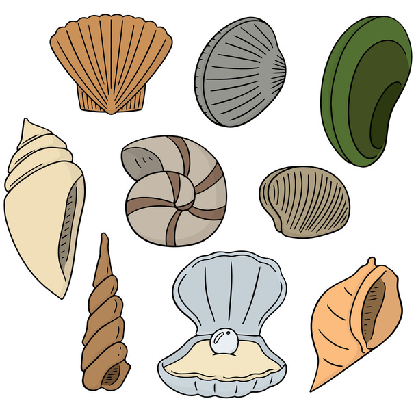 conjunto vetorial de concha do mar
 - Vetor, Imagem