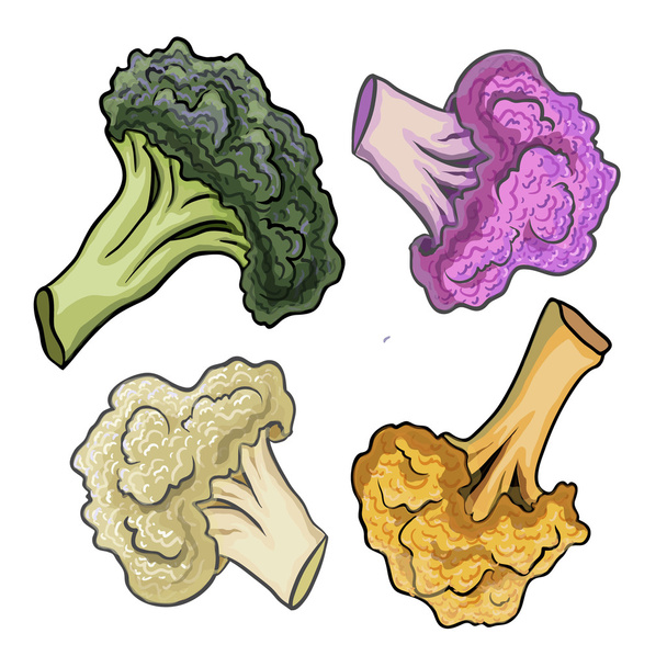 Cauliflower hand drawn vector illustration. - Vector, Image